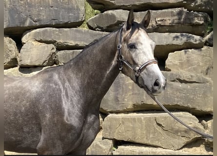 Westphalien, Hongre, 5 Ans, 167 cm, Gris