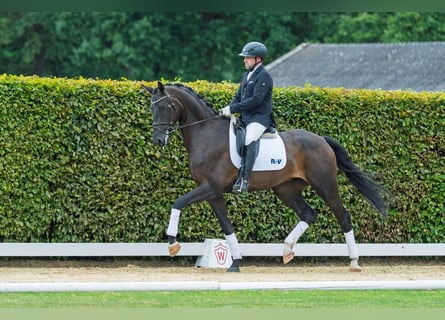Westphalien, Hongre, 5 Ans, 168 cm, Bai brun