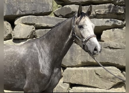 Westphalien, Hongre, 5 Ans, 168 cm, Gris Westphalien, Hongre, 5 Ans, 168 cm, Gris