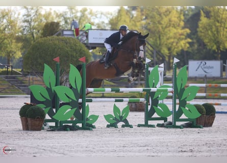 Westphalien, Hongre, 5 Ans, 169 cm, Bai cerise