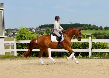 Westphalien, Hongre, 5 Ans, 171 cm, Alezan