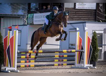 Westphalien, Hongre, 5 Ans, 174 cm, Bai brun