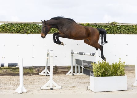 Westphalien, Hongre, 5 Ans, 175 cm, Bai