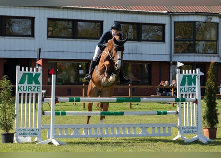 Westphalien, Hongre, 5 Ans, 178 cm, Alezan