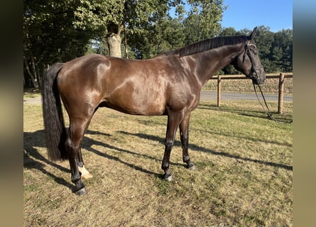 Westphalien, Hongre, 5 Ans, 178 cm, Bai brun