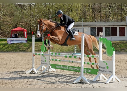Westphalien, Hongre, 5 Ans, 185 cm, Alezan