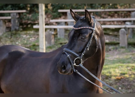 Westphalien, Hongre, 6 Ans, 162 cm, Noir