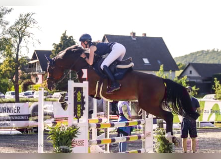 Westphalien, Hongre, 6 Ans, 163 cm, Bai