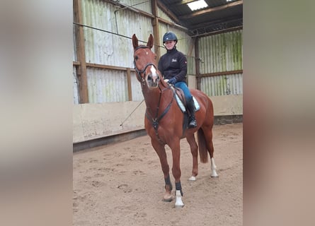 Westphalien, Hongre, 6 Ans, 167 cm, Alezan