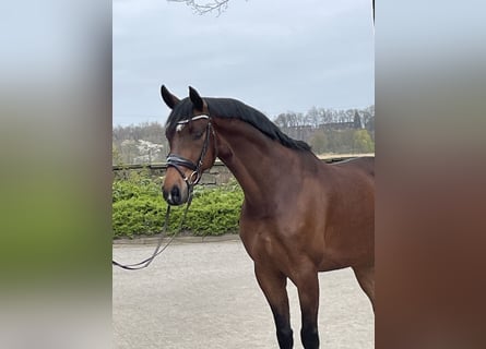 Westphalien, Hongre, 6 Ans, 167 cm, Bai