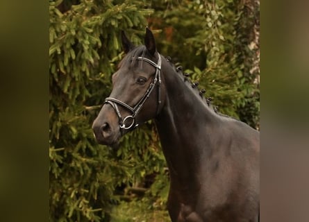Westphalien, Hongre, 7 Ans, 164 cm, Noir