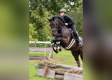 Westphalien, Hongre, 7 Ans, 166 cm, Bai brun