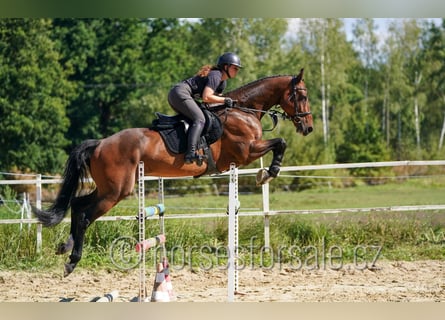 Westphalien, Hongre, 7 Ans, 173 cm, Bai