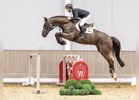 Westphalien, Hongre, 7 Ans, 173 cm, Bai