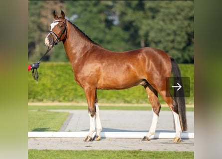 Westphalien, Hongre, 8 Ans, 143 cm, Bai