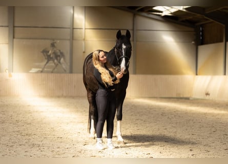 Westphalien, Hongre, 8 Ans, 164 cm, Noir