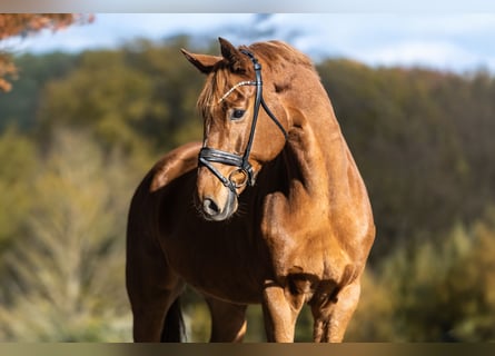 Westphalien, Hongre, 8 Ans, 170 cm, Alezan