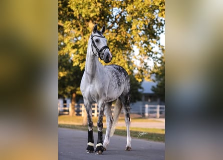 Westphalien, Jument, 10 Ans, 170 cm, Gris