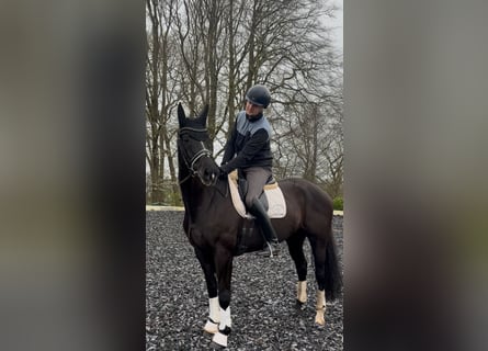 Westphalien, Jument, 12 Ans, 169 cm, Noir