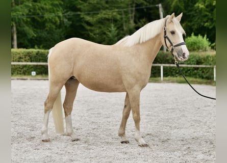 Westphalien, Jument, 13 Ans, 152 cm, Palomino