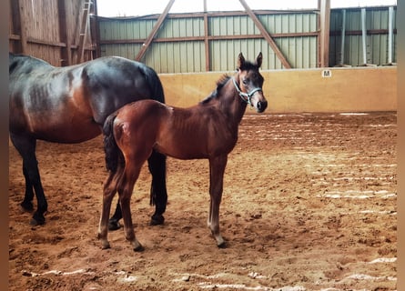 Westphalien, Jument, 1 Année, Bai brun