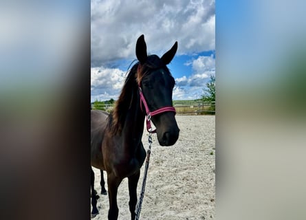 Westphalien, Jument, 2 Ans, 160 cm, Bai brun foncé