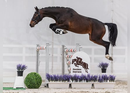 Westphalien, Jument, 2 Ans, 163 cm, Bai