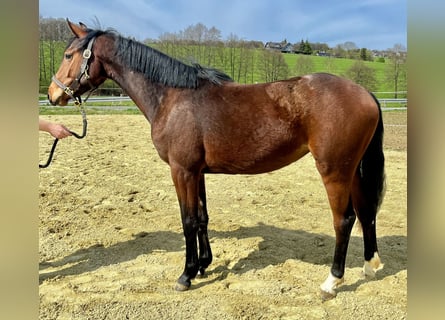 Westphalien, Jument, 2 Ans, 167 cm, Bai