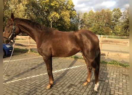 Westphalien, Jument, 2 Ans, 168 cm, Alezan brûlé