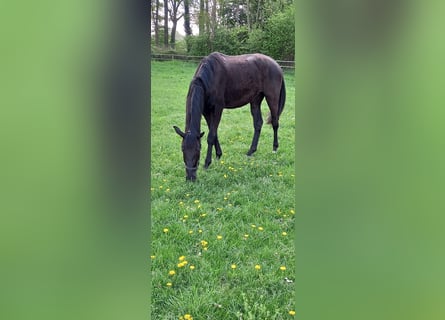 Westphalien, Jument, 2 Ans, 169 cm, Noir