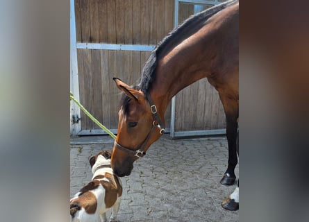 Westphalien, Jument, 2 Ans, 172 cm, Bai brun