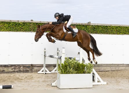 Westphalien, Jument, 3 Ans, 160 cm, Alezan brûlé