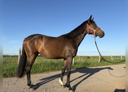 Westphalien, Jument, 3 Ans, 164 cm, Bai brun