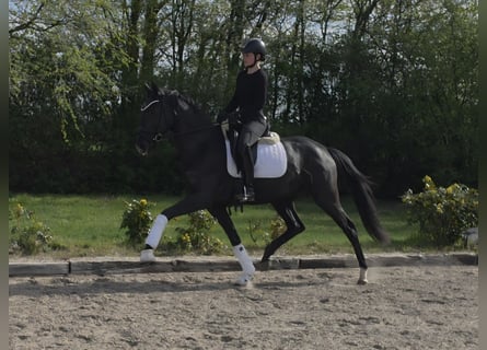 Westphalien, Jument, 3 Ans, 166 cm, Noir