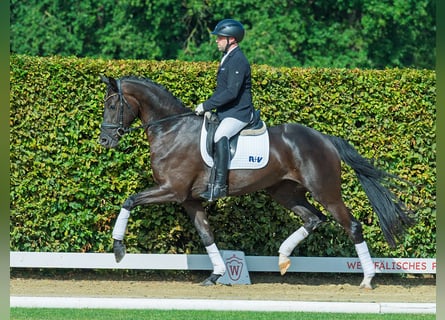 Westphalien, Jument, 3 Ans, 166 cm, Noir
