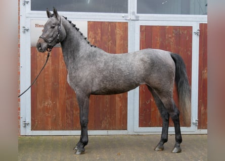Westphalien, Jument, 3 Ans, 168 cm, Gris