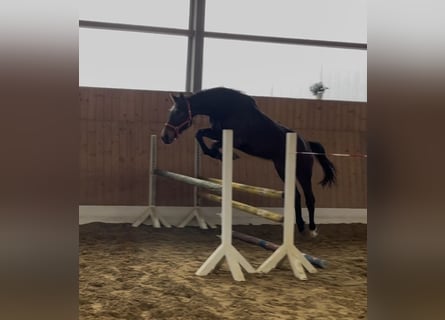 Westphalien, Jument, 3 Ans, 169 cm, Bai