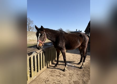 Westphalien, Jument, 3 Ans, 170 cm, Bai brun