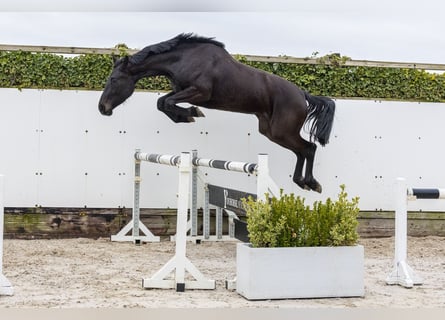 Westphalien, Jument, 3 Ans, 170 cm, Bai brun foncé