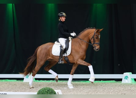 Westphalien, Jument, 3 Ans, Alezan brûlé