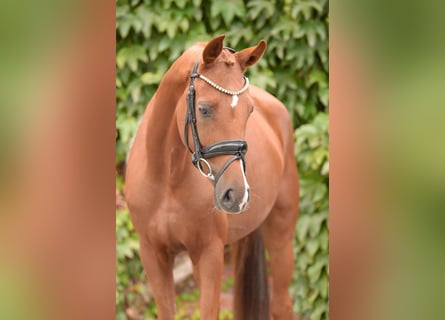 Westphalien, Jument, 4 Ans, 160 cm, Alezan