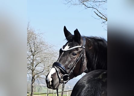 Westphalien, Jument, 4 Ans, 161 cm, Noir