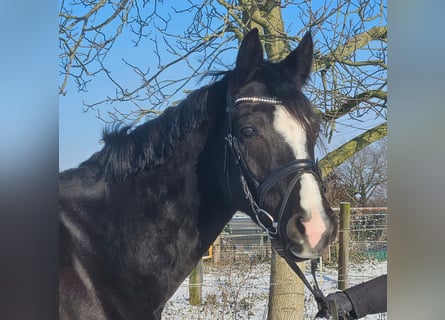 Westphalien, Jument, 4 Ans, 162 cm, Noir