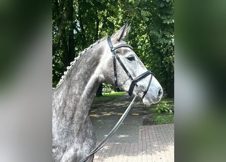 Westphalien, Jument, 4 Ans, 164 cm, Gris pommelé
