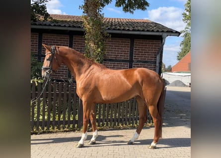 Westphalien, Jument, 4 Ans, 165 cm, Alezan