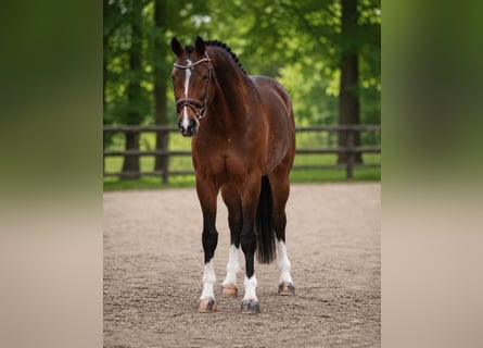 Westphalien, Jument, 4 Ans, 165 cm, Bai