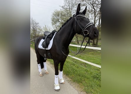 Westphalien, Jument, 4 Ans, 165 cm, Noir