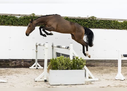 Westphalien, Jument, 4 Ans, 166 cm, Bai