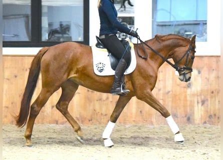 Westphalien, Jument, 4 Ans, 167 cm, Alezan