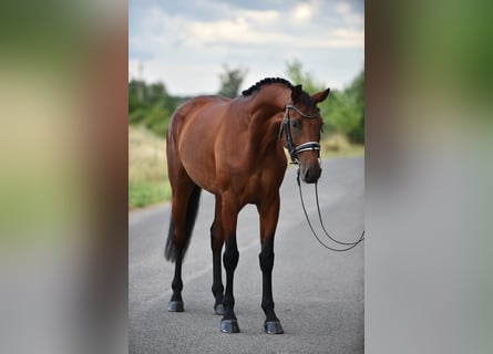 Westphalien, Jument, 4 Ans, 168 cm, Bai cerise